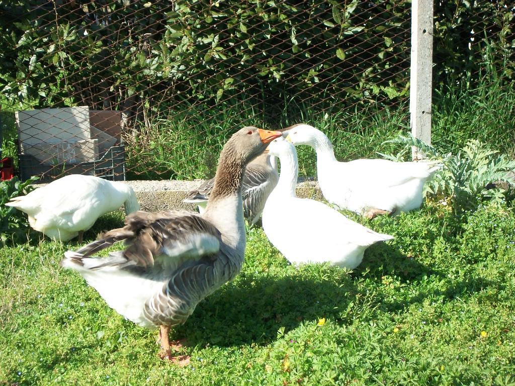 Agriturismo Primerio Hermada Екстер'єр фото
